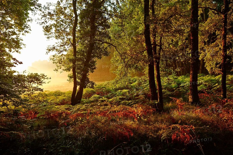 Forest clearing in the early morning light