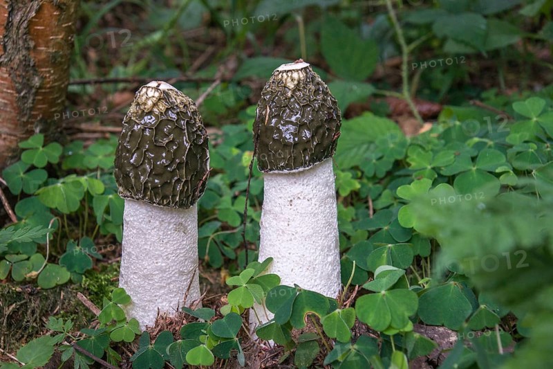 Common Stinkhorn (Phallus impudicus)