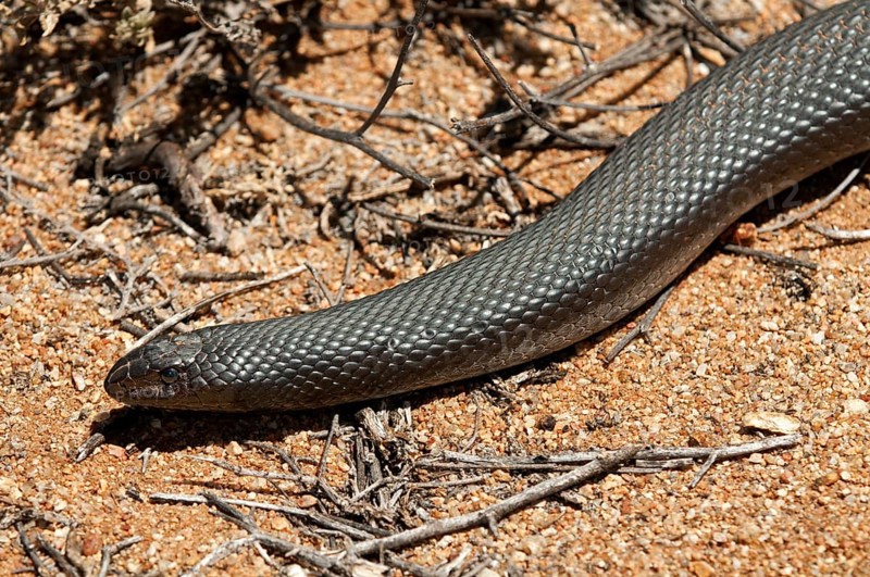 Mole Snake (Pseudaspis cana)