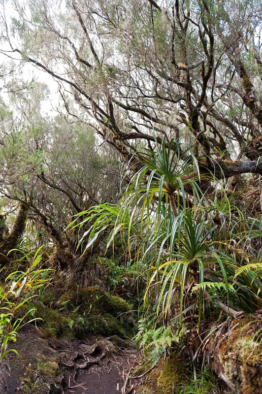 Tropical rainforest