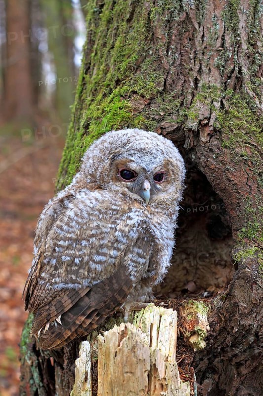 Young Tawny Owl or Brown Owl (Strix aluco) perched in front of a tree hollow