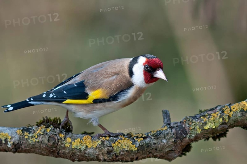 European Goldfinch or Goldfinch (Carduelis carduelis)
