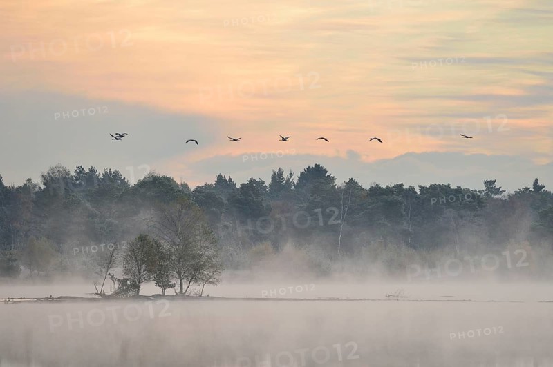 Cranes (Grus grus) flying over wetlands in the morning