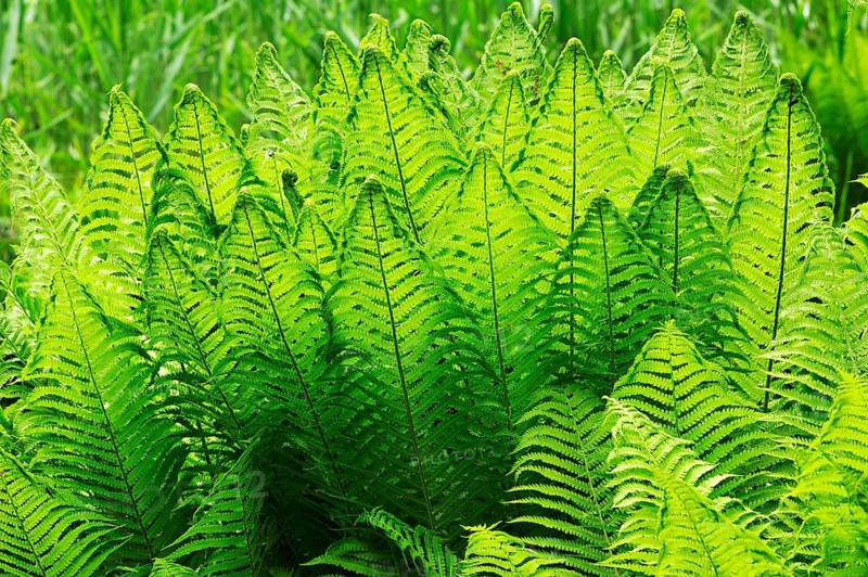 Ostrich Fern or Shuttlecock Fern (Matteuccia struthiopteris)