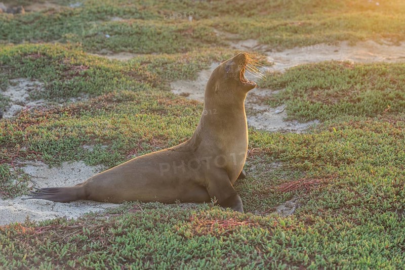 Galapagos Sea Lion (Zalophus wollebaeki) yawning