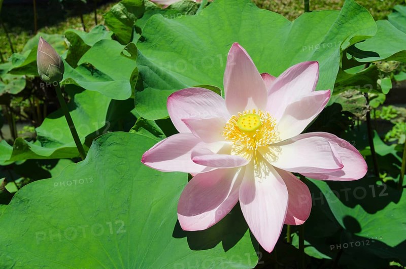 Lotus or Indian Lotus (Nelumbo nucifera)