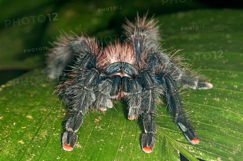Pinktoe Tarantula (Avicularia avicularia)