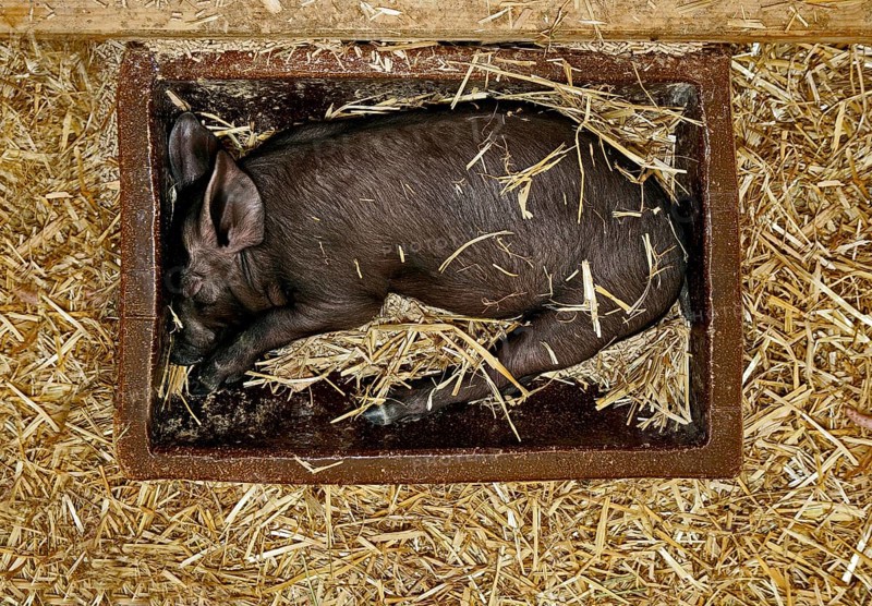 Black piglet sleeping in a feeding trough