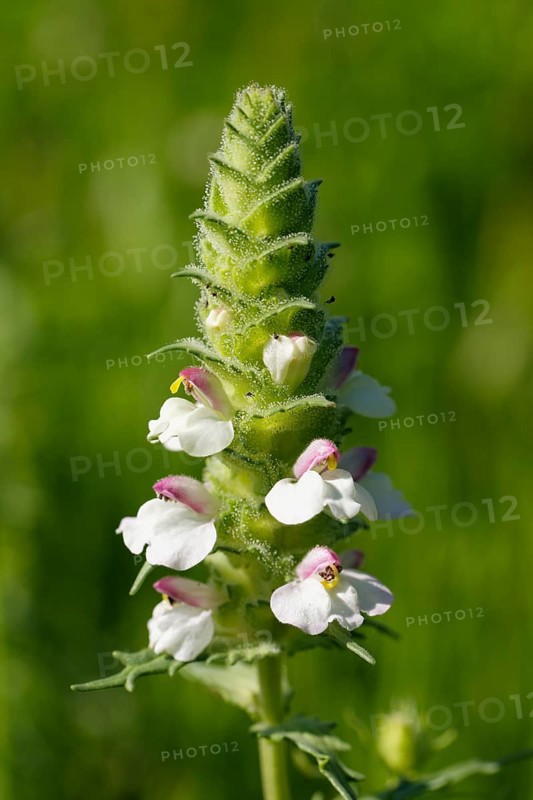 Colourful Mediterranean Lineseed (Bellardie trixago)