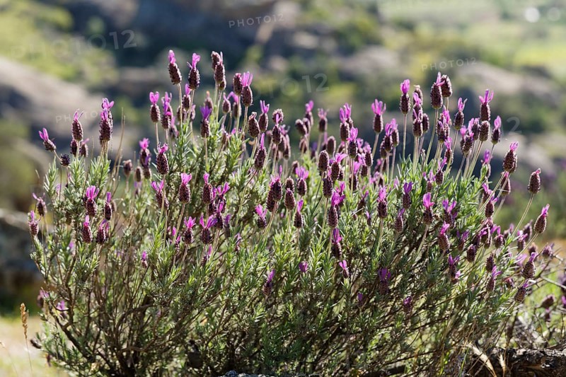 Spanish Lavender or Topped Lavender (Lavandula stoechas)