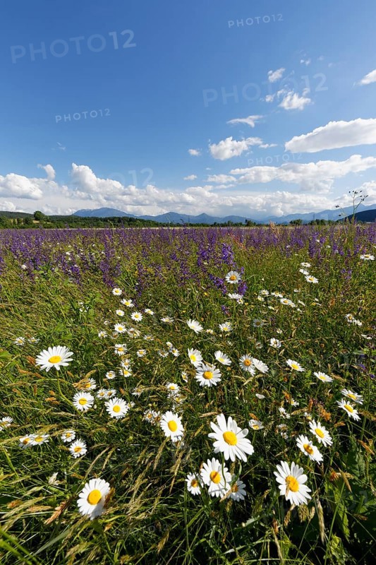 Flower meadow with Daisies (Leucanthemum) and Meadow Sage (Salvia pratensis)