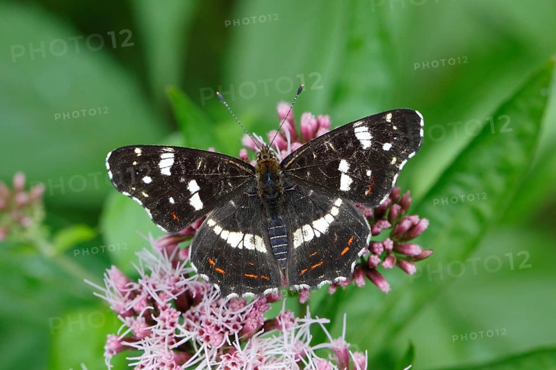 Map butterfly (Araschnia levana)