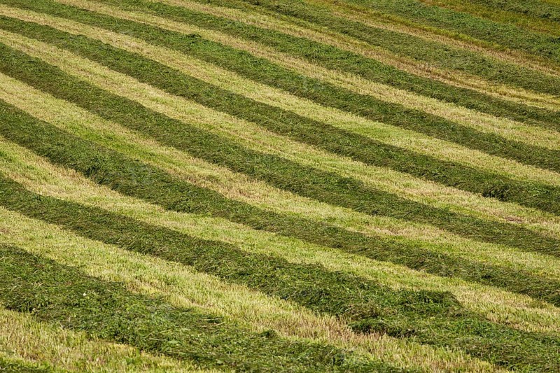 Mowed hay field with a striped pattern