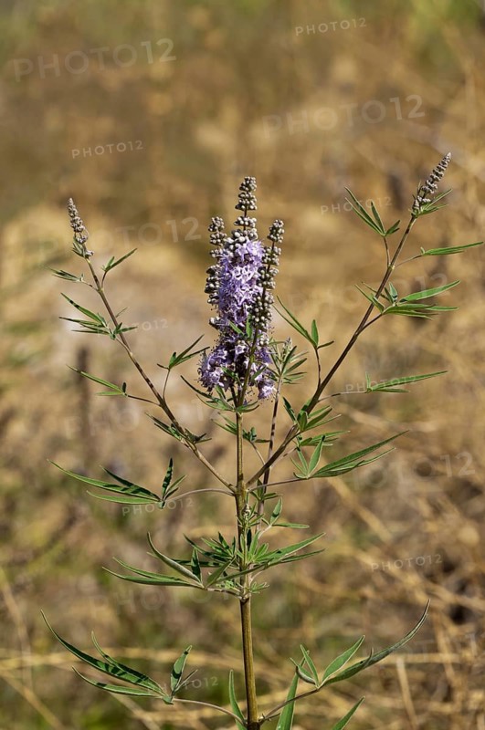 Chaste Tree or Monk's Pepper (Vitex agnus-castus)