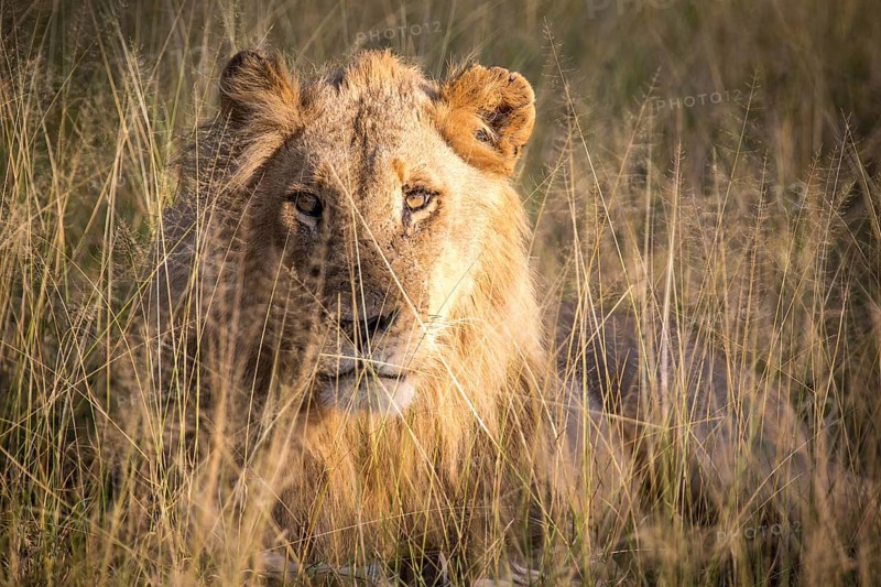 African Lion (Panthera leo)