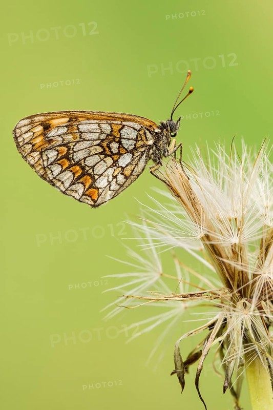 Knapweed fritillary (Melitaea phoebe) sits on dandelion seed stand