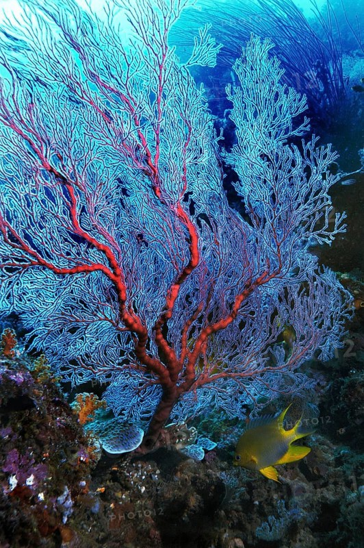 Gorgonian or Sea Fan (Scleraxonia)