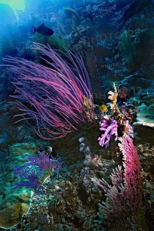 Sea Whip (Ellisella cercidia)