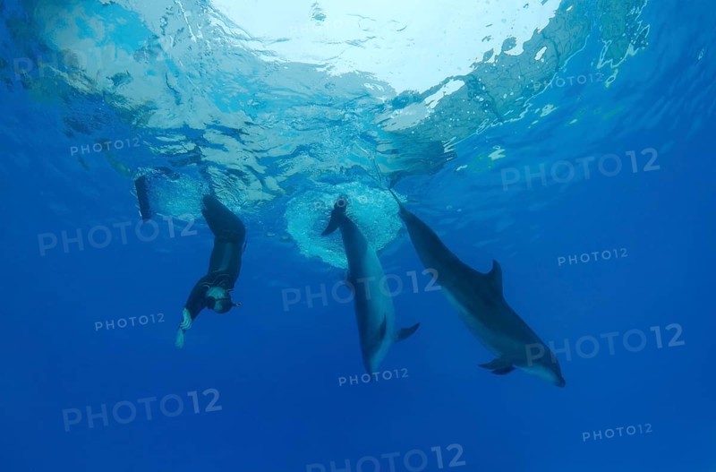 Freediver and Bottlenose dolphins (Tursiops truncatus)
