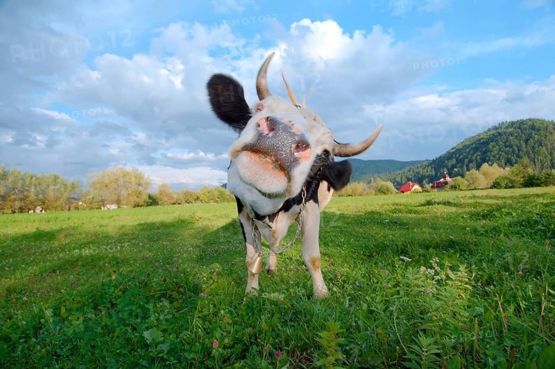 Cow on pasture