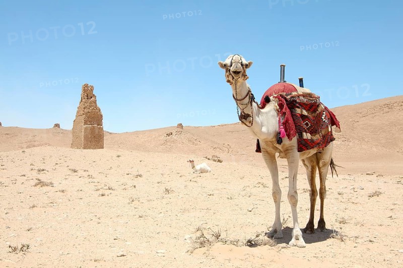 Camel (Camelus dromedarius) near Tower tomb