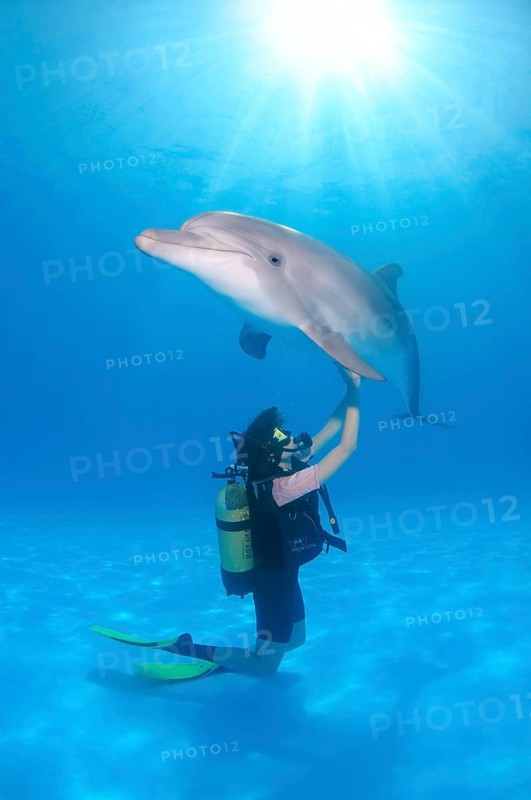 Scuba diver and a Bottlenose Dolphin (Tursiops truncatus)