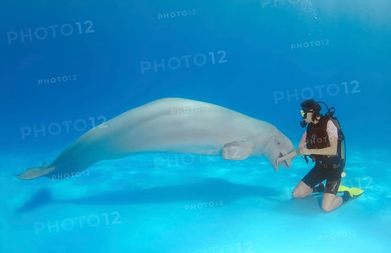 Scuba diver and Beluga or White Whale (Delphinapterus leucas)