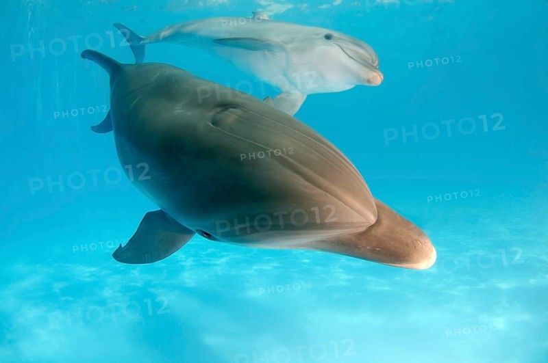Bottlenose Dolphins (Tursiops truncatus)