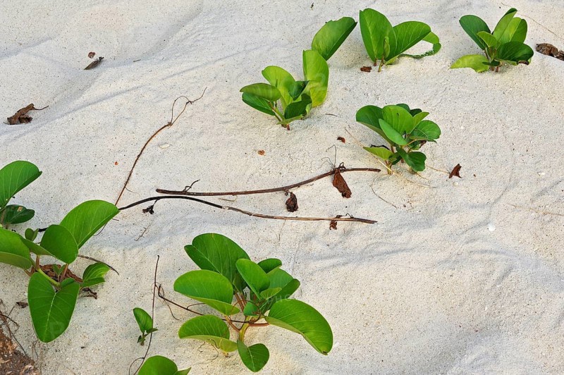 Beach Morning Glory (Calystegia soldanella) in the sand