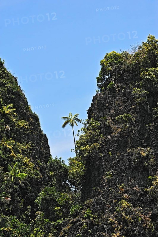 Coconut Palms (Cocos nucifera) on a steep cliff