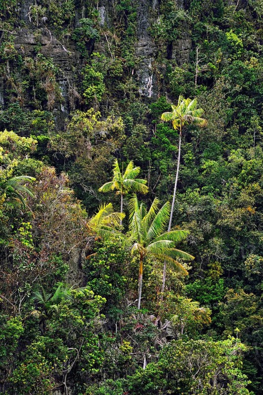Coconut Palms (Cocos nucifera) on a steep cliff