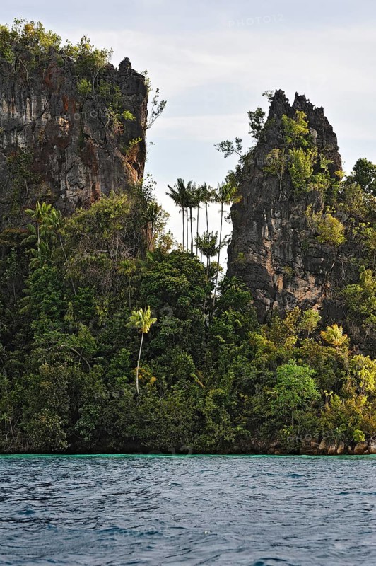 Coconut Palms (Cocos nucifera)