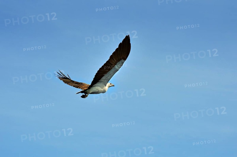 White-bellied Sea Eagle (Haliaeetus leucogaster)