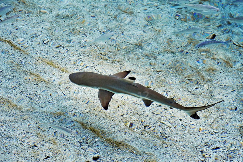 Blacktip Reef Shark (Carcharhinus melanopterus)