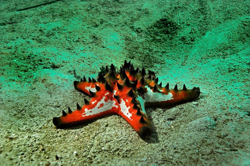 Knobbly Sea Star (Protoreaster nodosus)
