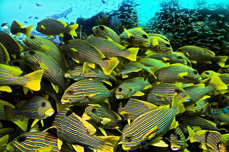 Ribboned Sweetlips (Plectorhinchus polytaenia)