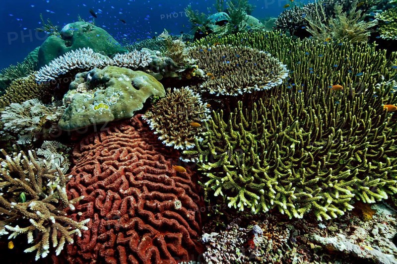 Various species of stony corals