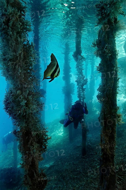 Longfin Batfish (Platax teira) under a jetty with a scuba diver