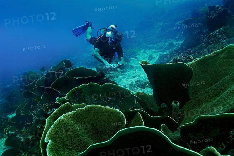 Velvet Corals (Montipora sp.) and a scuba diver