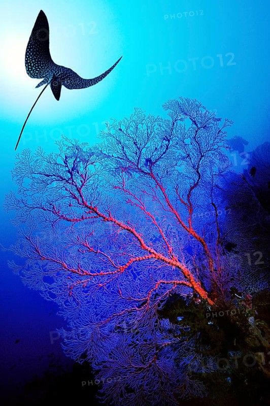 Eagle Ray (Myliobatidae) and Gorgonians