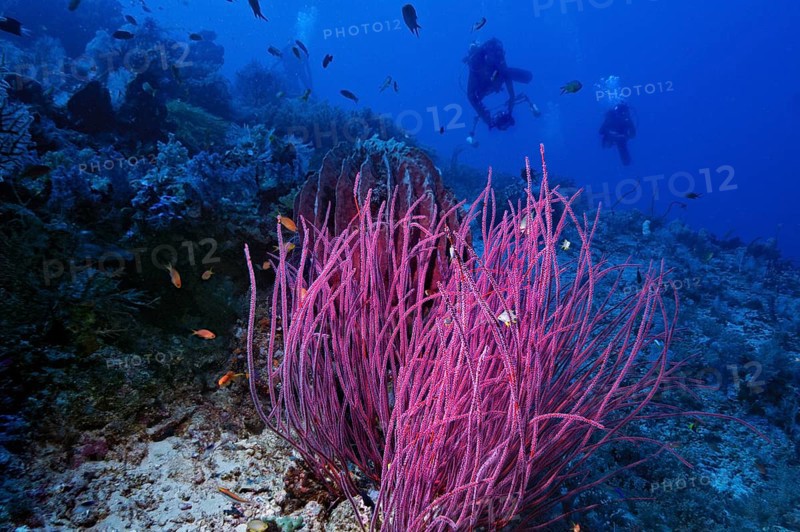 Sea Whips (Ella Ellis cercidia) with scuba divers