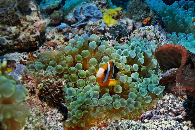 Clark's Anemonefish or Yellowtail Clownfish (Amphiprion clarkii) in Bubble-tip Anemone (Entacmaea quadricolor)