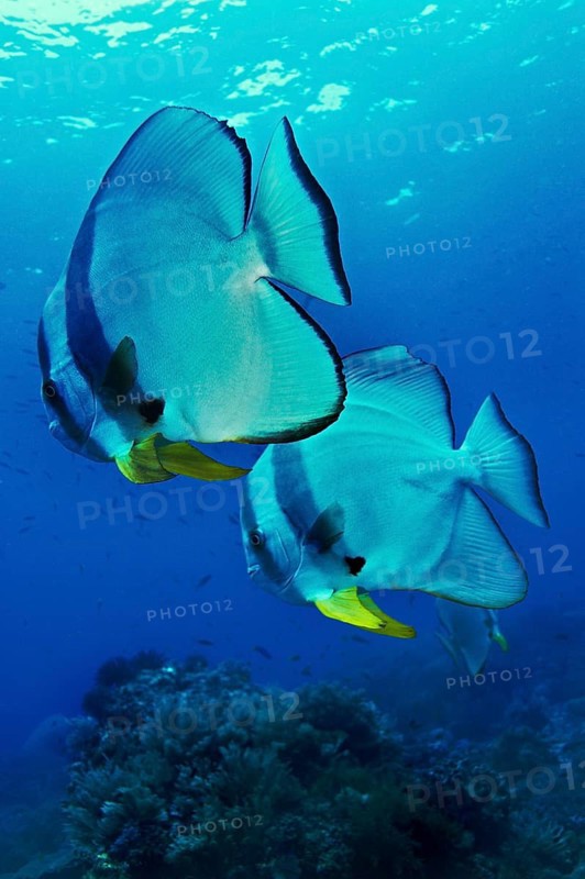 Longfin Batfish (Platax teira)
