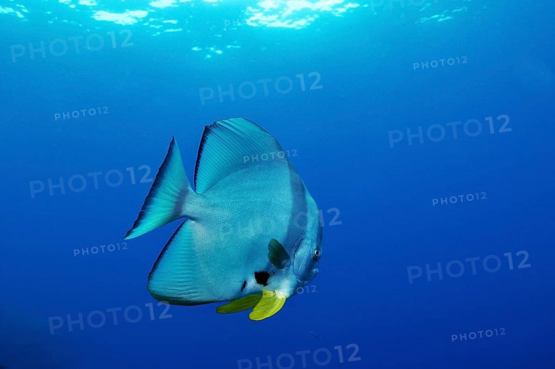 Longfin Batfish (Platax teira)
