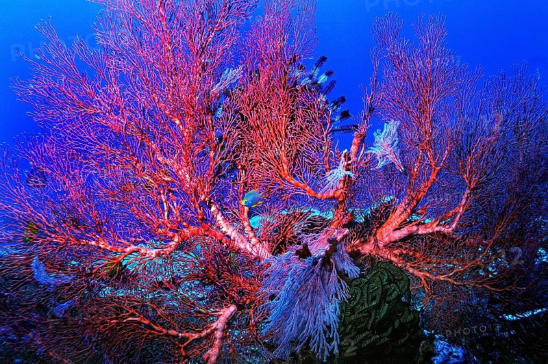 Sea Fans or Gorgonians (Scleraxonia)