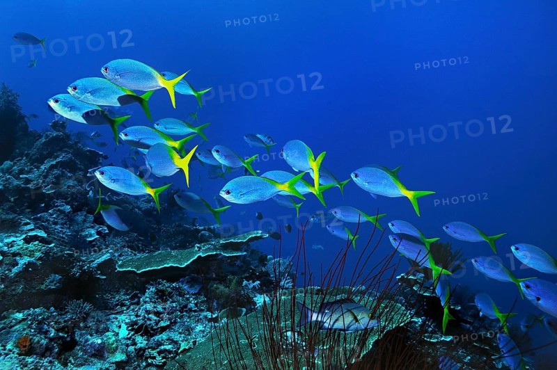 Yellow and Blueback Fusiliers (Caesio teres)