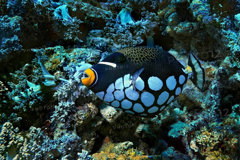Clown Triggerfish or Bigspotted Triggerfish (Balistoides conspicillum)