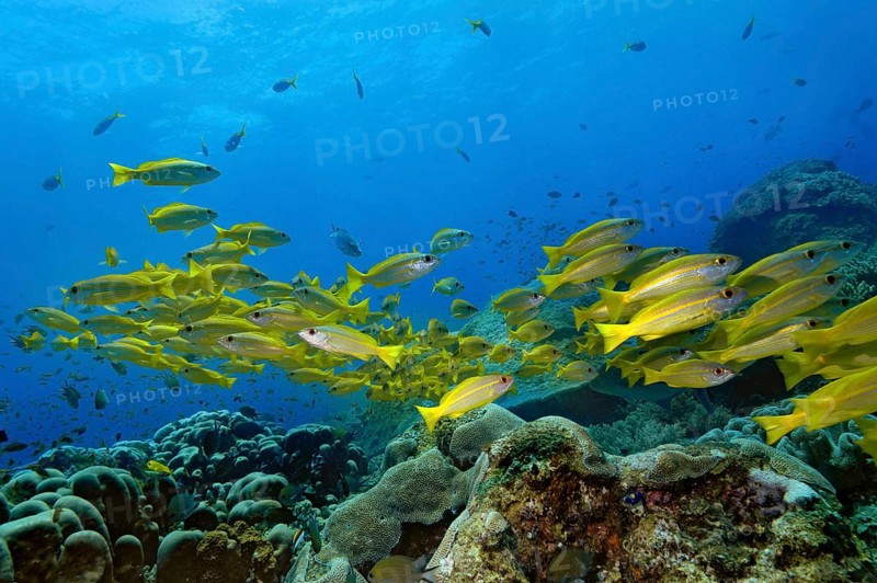 Yellowtail Snappers (Ocyurus chrysurus)
