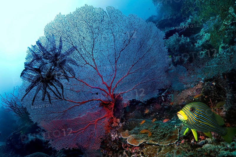 Gorgonian or Sea Fan (Scleraxonia) and Sea Lilies or Feather Stars (Crinoidea)