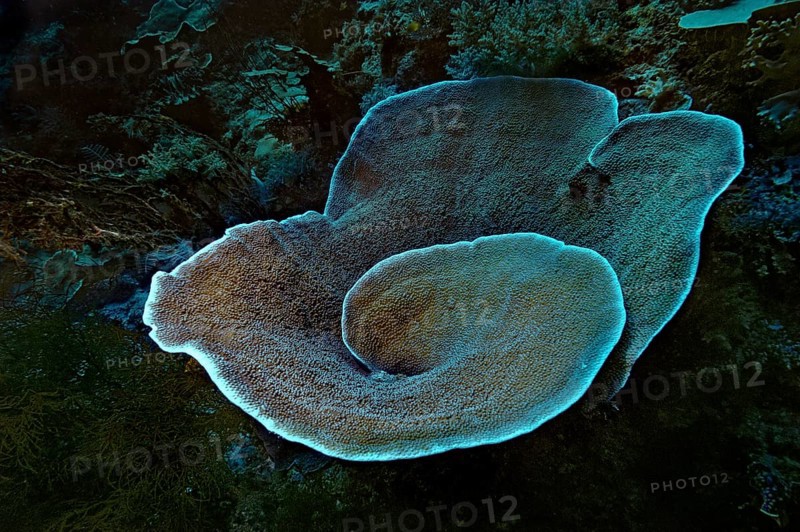 Velvet Coral (Montipora sp.)